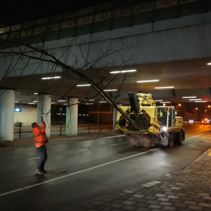 Boomverplanting Stekelbomen Utrecht