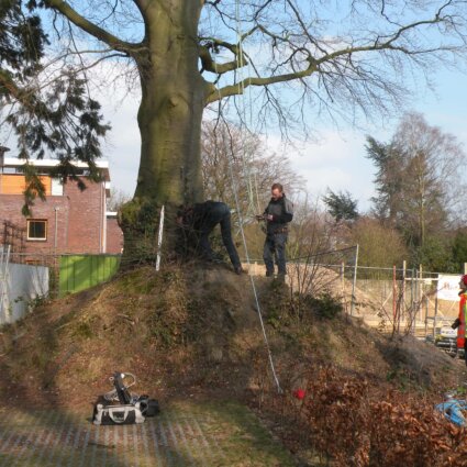 De veelzijdigheid van Boomverzorging