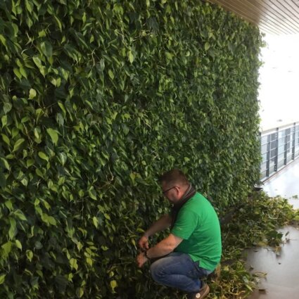 Groene binnenwand oplossing
