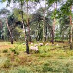 Ecologisch onderhoud door schapenbegrazing