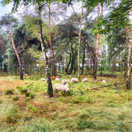 Ecologisch onderhoud door schapenbegrazing