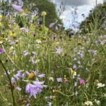 Heembeplanting Kattenbroekerweg Amersfoort