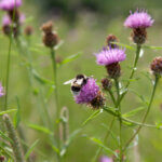 Biodiversiteit in de stad