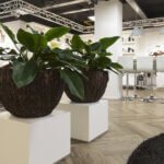 Interieurbeplanter gezocht