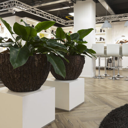 Interieurbeplanter gezocht