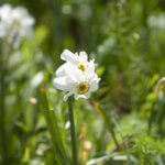 Biodiversiteitsconcept