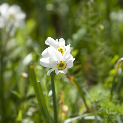 Biodiversiteitsconcept