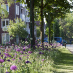 Biodiversiteitsconcept