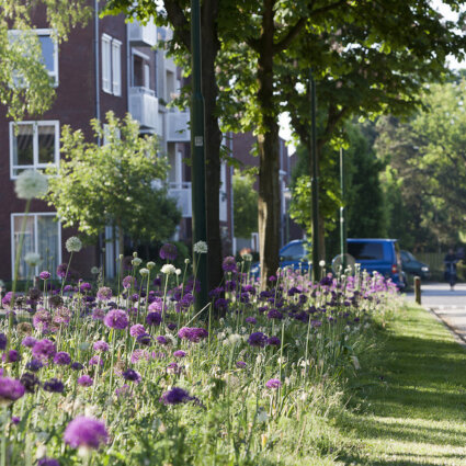 Biodiversiteitsconcept