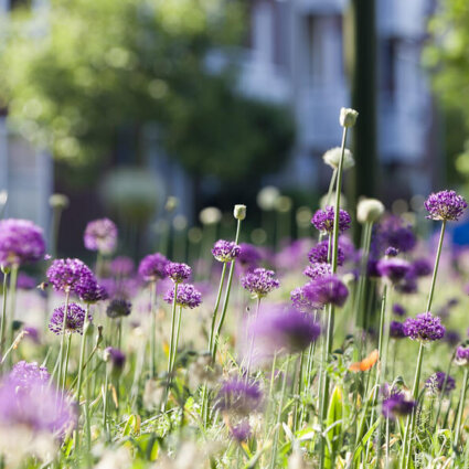 Biodiversiteitsconcept