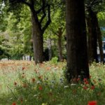 Biodiversiteitsconcept