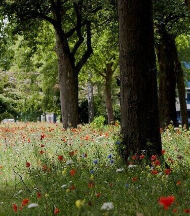 Biodiversiteitsconcept
