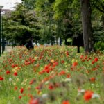 Biodiversiteitsconcept
