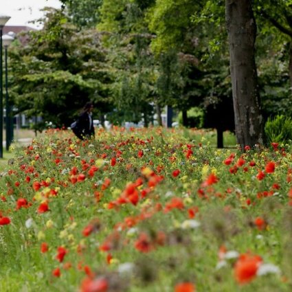 Biodiversiteitsconcept