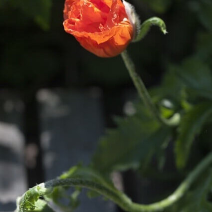 Aanleg particuliere tuin Huizen