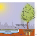 De Klimaatboom