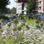 Van Ginkel West - Oude Ade