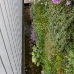 Vijver met groen