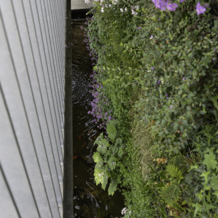 Vijver met groen