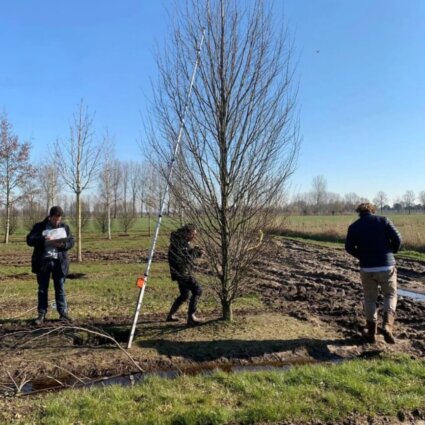 Bomen planten