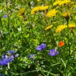 Bloemen