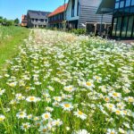 Natuurinclusieve wijk