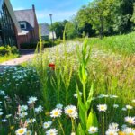 Natuurinclusieve wijk