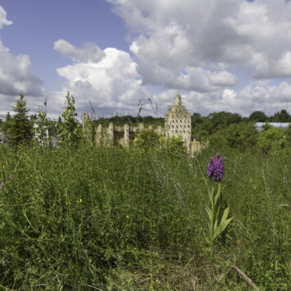 wilde orchideeën