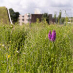 wilde orchideeën