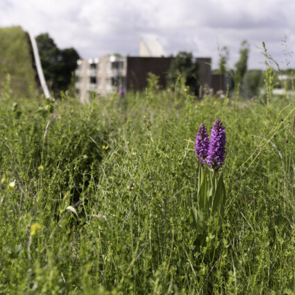 wilde orchideeën