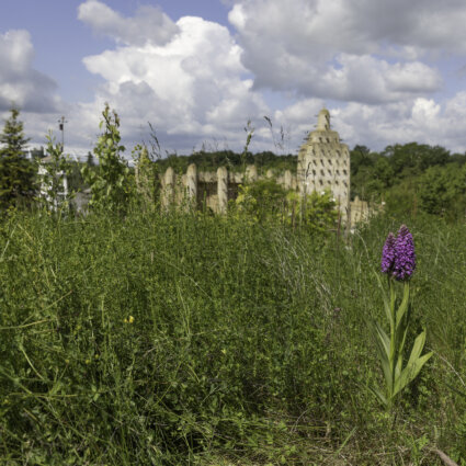 wilde orchideeën