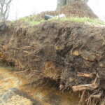 Boom verplanten