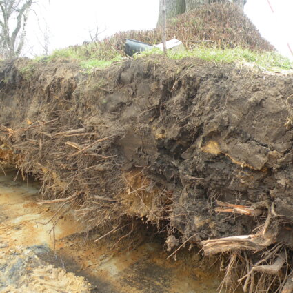 Boom verplanten