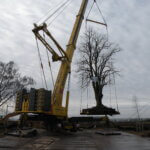 Boom verplanten