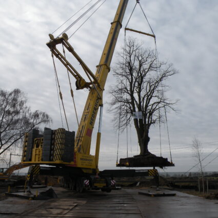 Boom verplanten