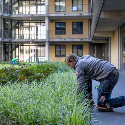 Plant planten