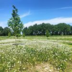 Turfweide Veenendaal
