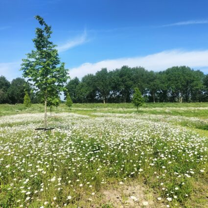 Turfweide Veenendaal